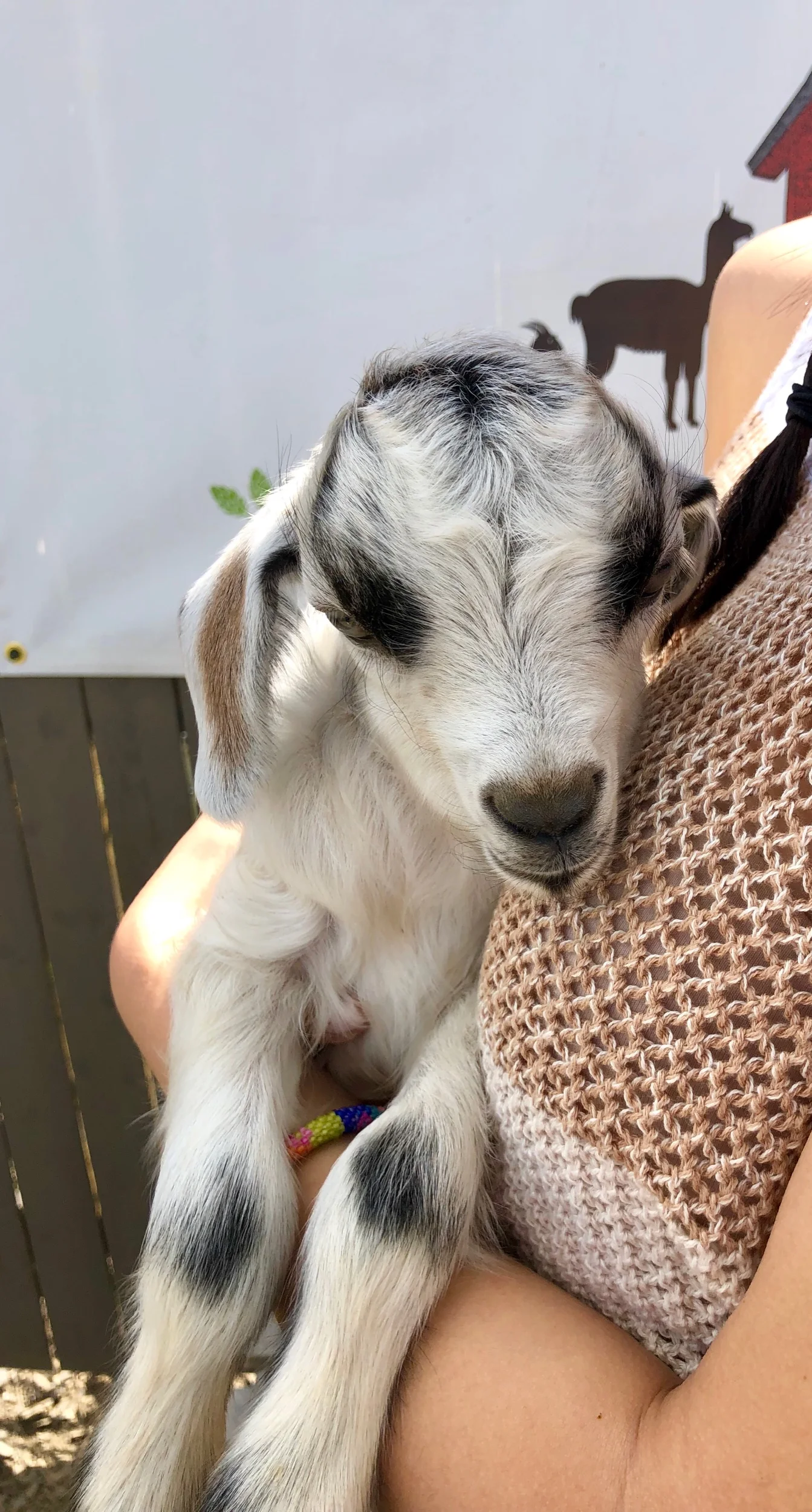 Lyle the Pygora Goat