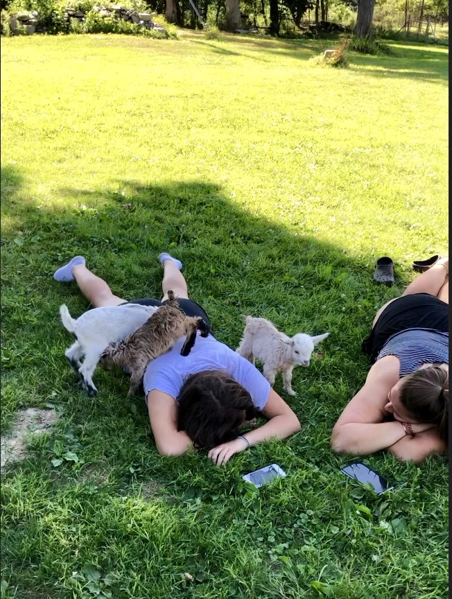 Lil’ goats playtime