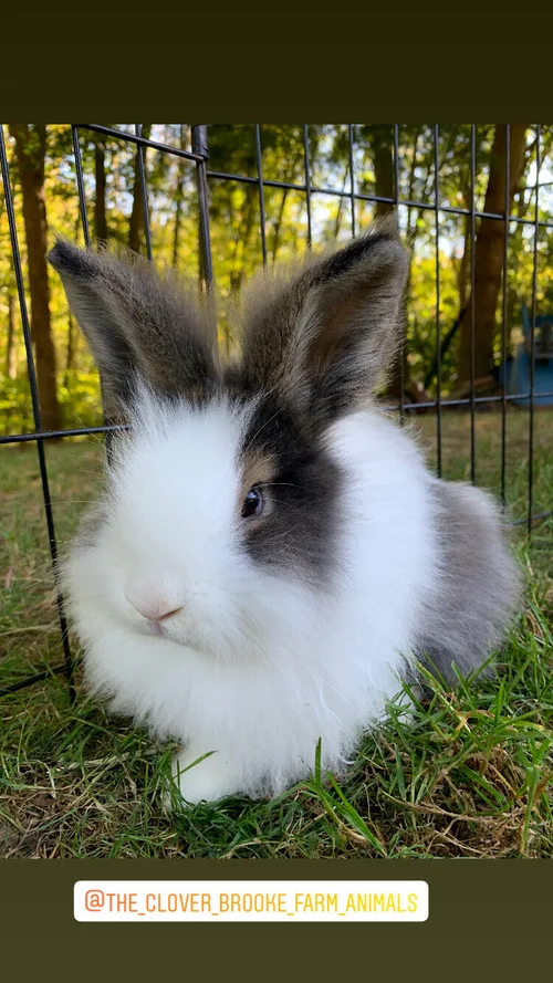 Bunny Farm - Bunnypalooza - Clover Brooke Farm — % Llama Alpaca