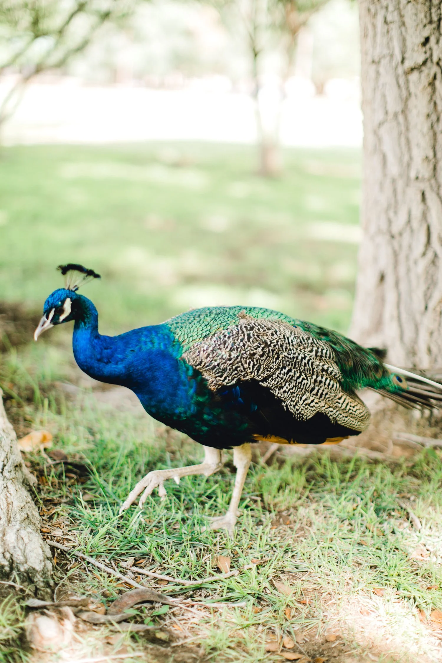 SARAH_AND_GEOFFREY_SHARP_SPIRIT_RANCH_WEDDING_ALLEEJ_LUBBOCK_TX_0009.jpg