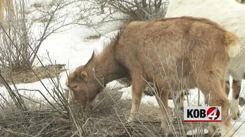 Goats help to mitigate wildfires 