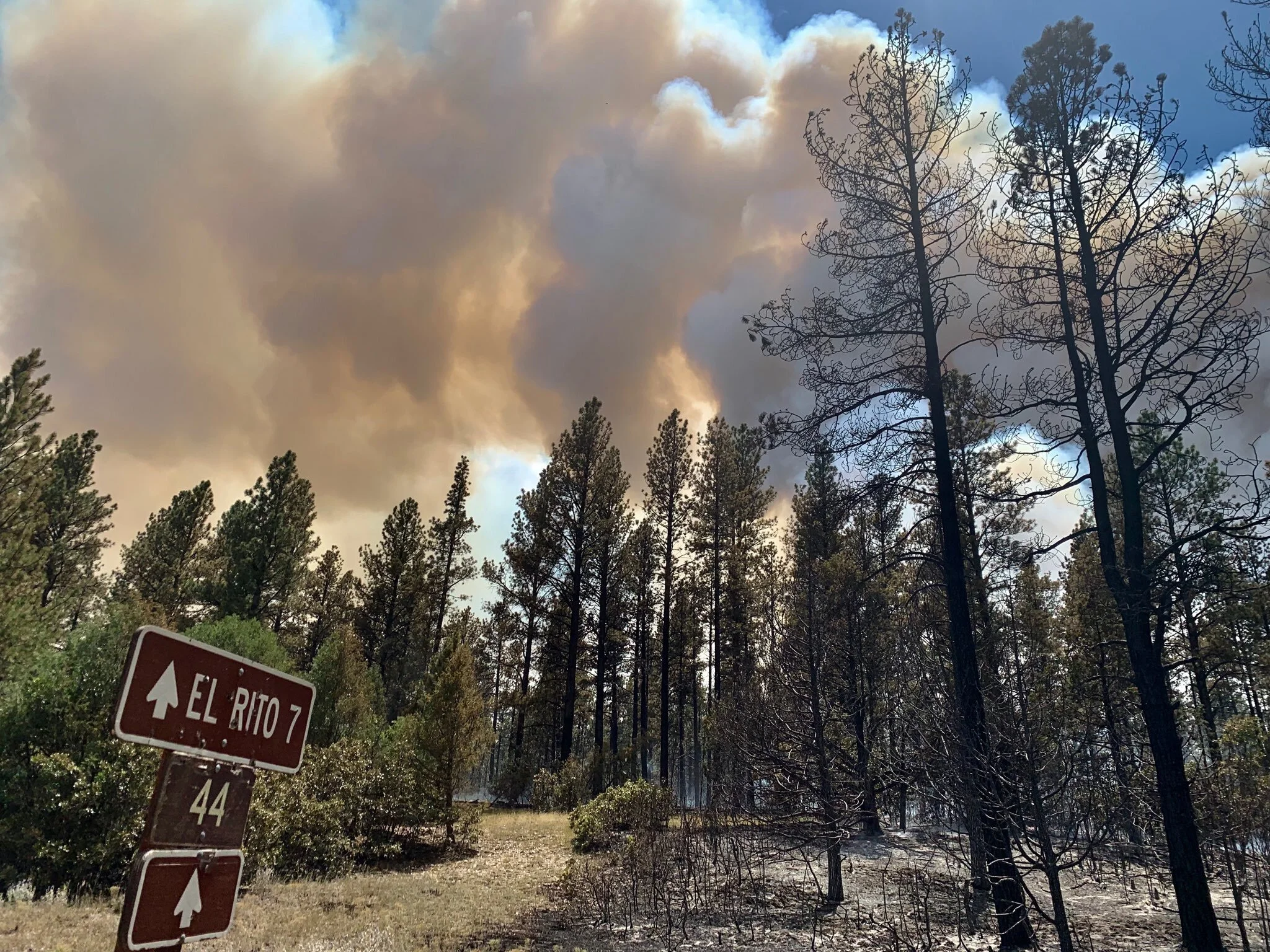 Working together for resilience – the story of the Francisquito and Rincon Fires of 2019