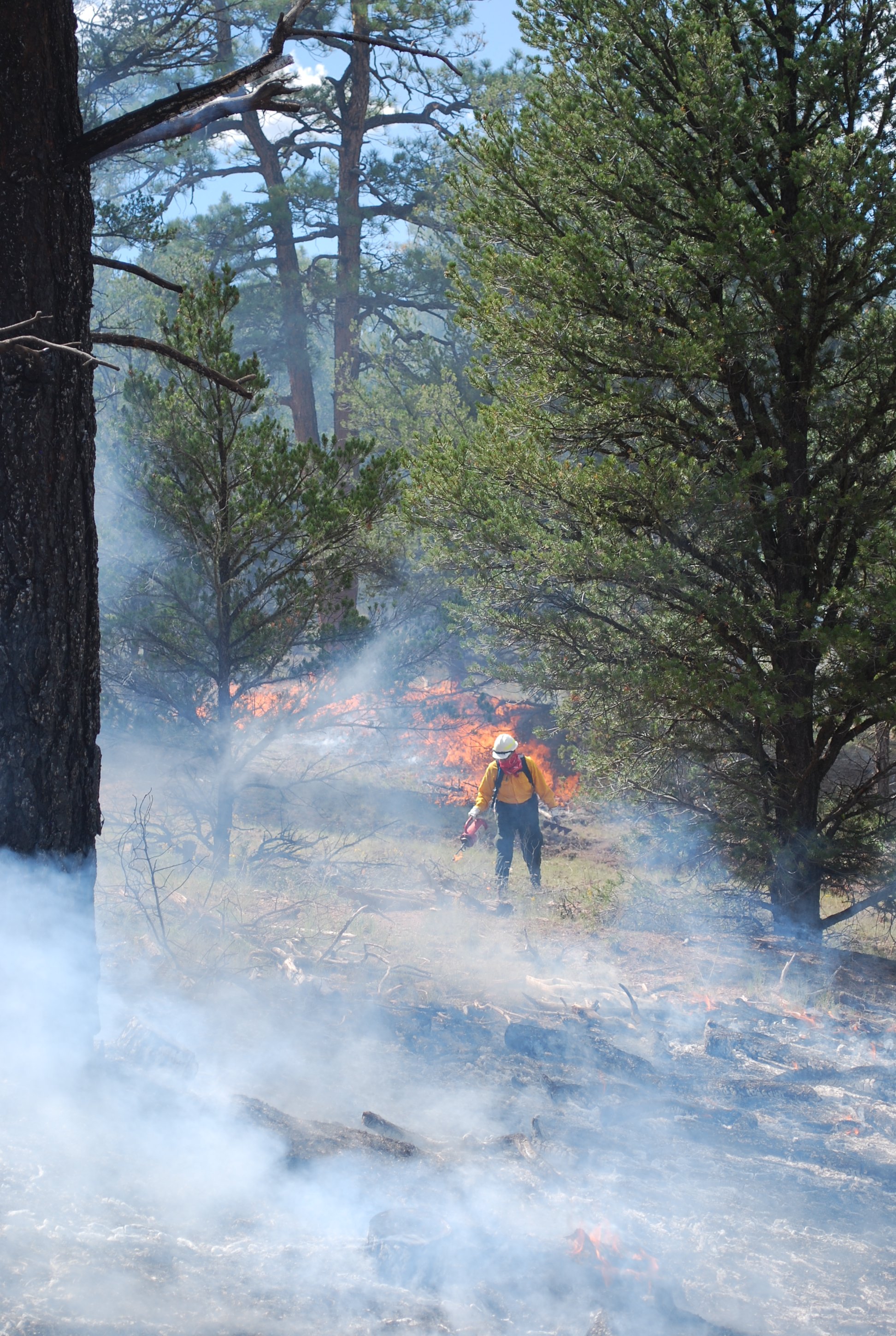 Prescribed Burn Observer Opportunity near Thoreau, NM
