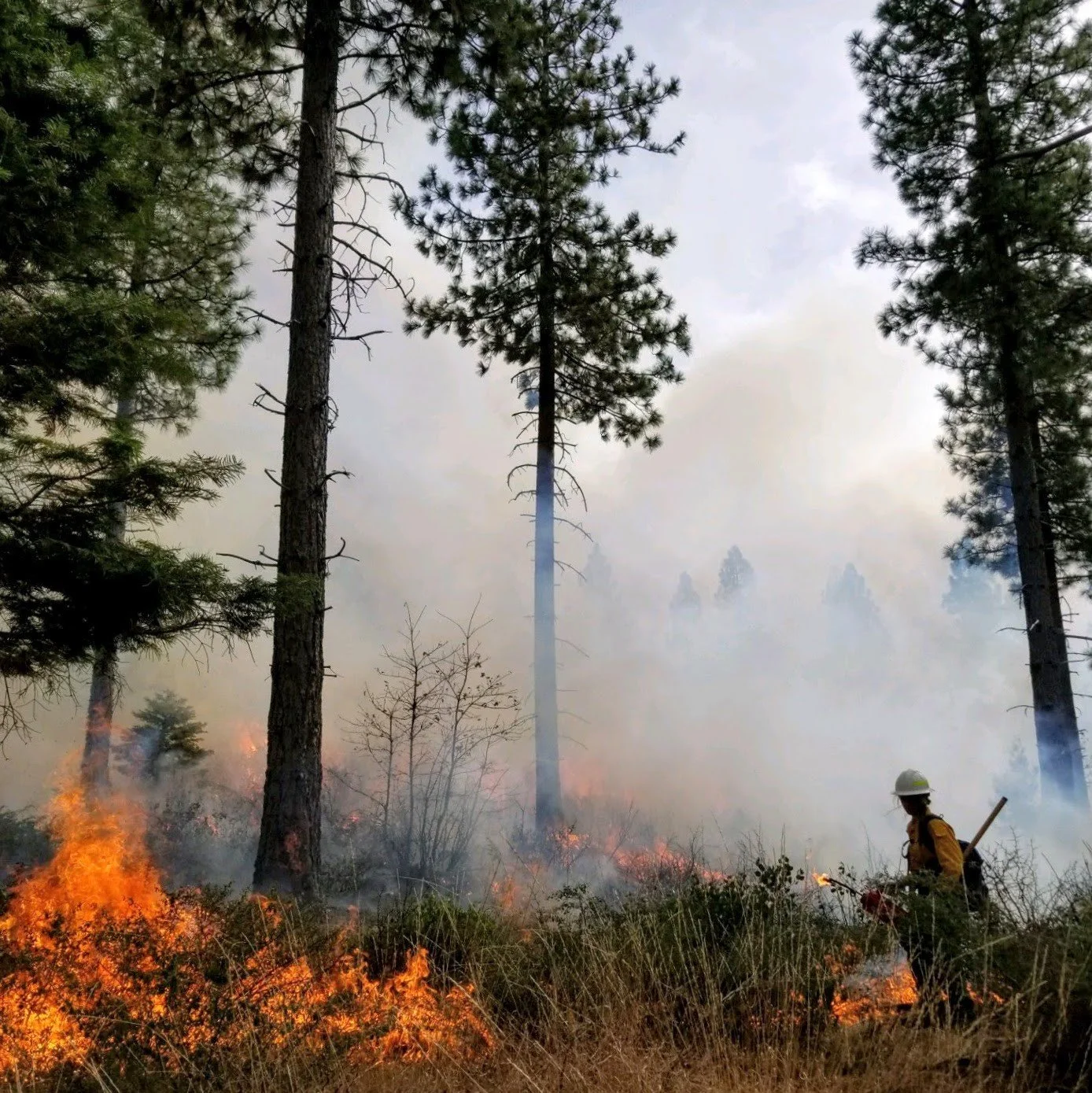 Wildfire Wednesdays #115: Sources of up-to-date wildfire information