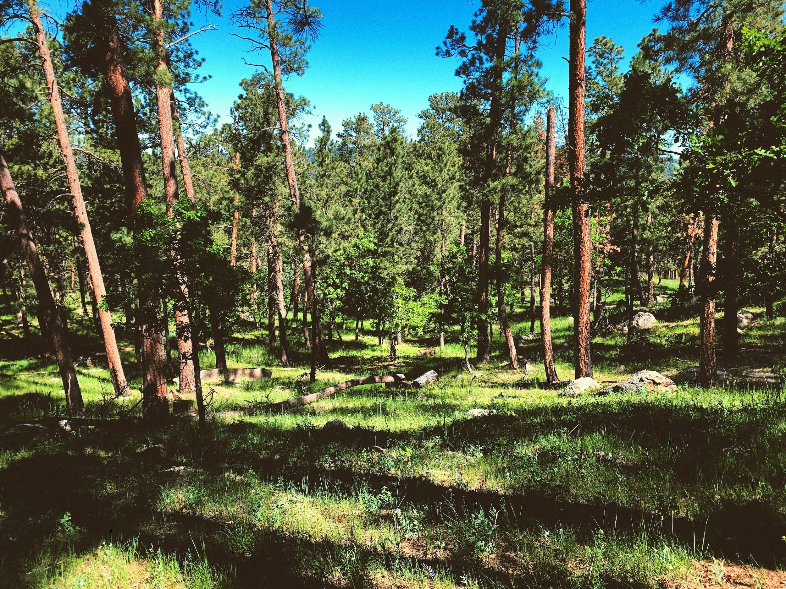 Wildfire Wednesdays #123: How Cross-Boundary Partnerships Bolster Fire Adapted Communities - A Success Story