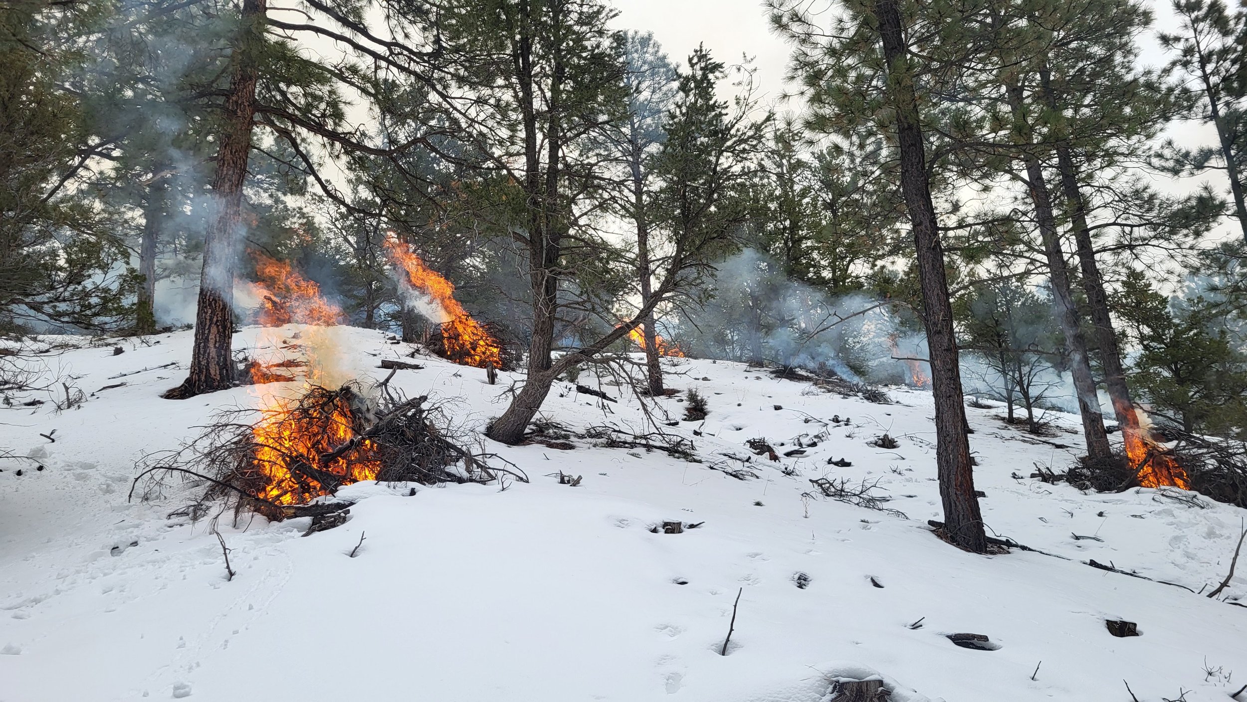 Fire Adapted Communities New Mexico Blog: Resources and Stories for ...