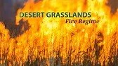 DesertGrassland.jpeg