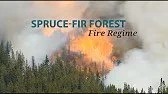 SpruceFir.jpeg