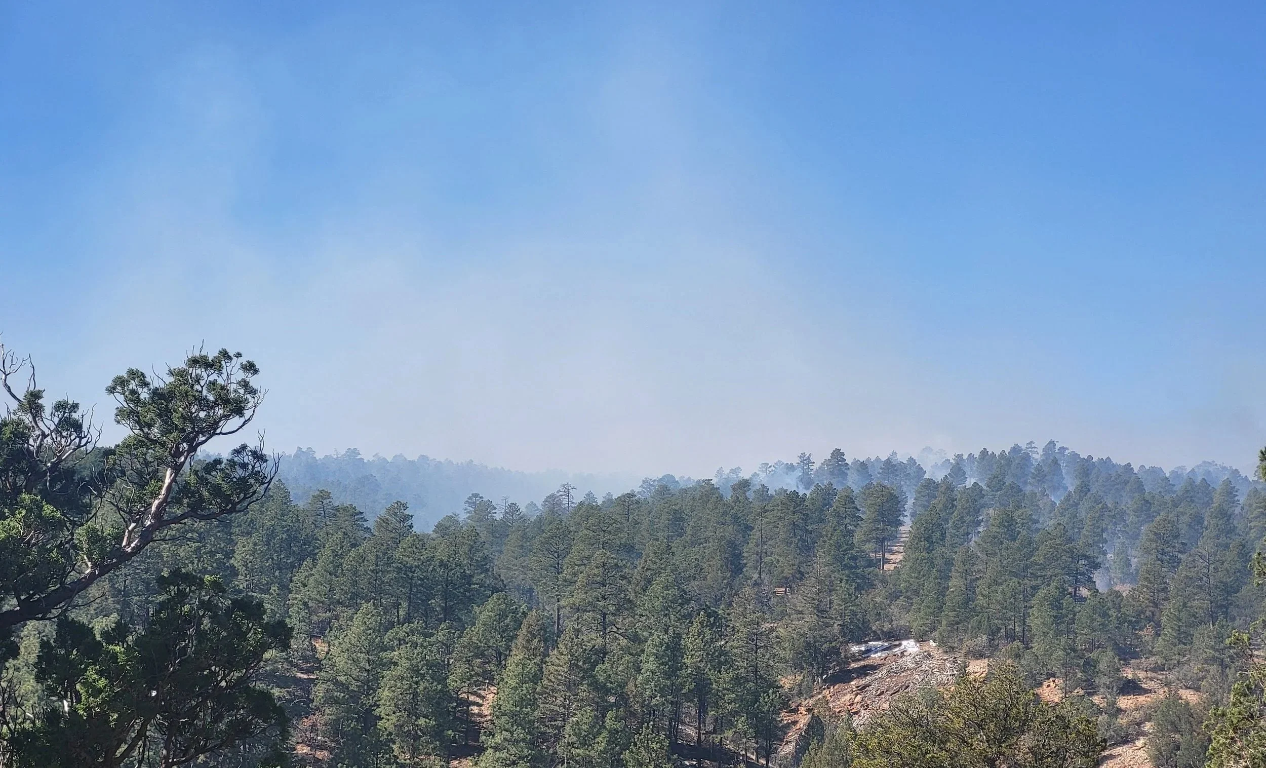  Faint smoke rising from the interior of the prescribed burn unit on day 2 of ignitions. 