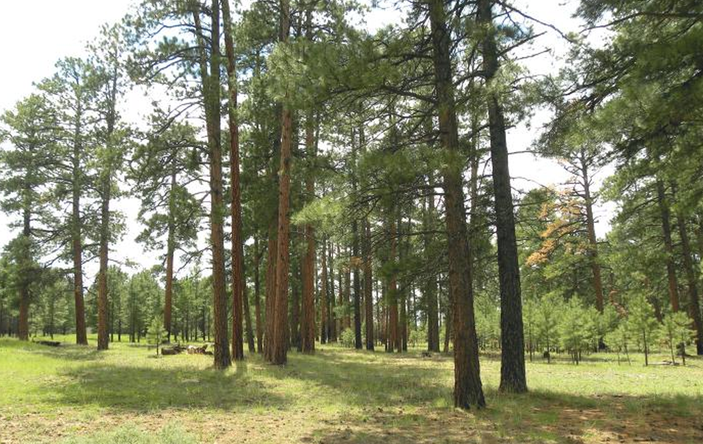 The Spark: Wildfire Preparedness is Year Round (September)