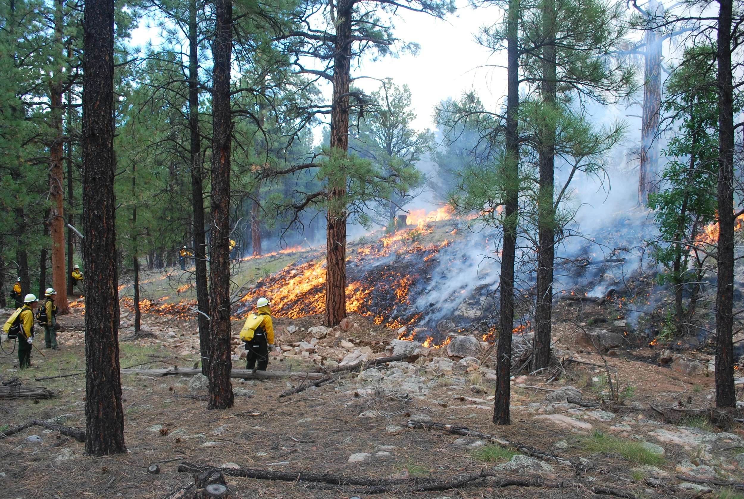 Wildfire Wednesday #194: Factors That Influence Prescribed Fire Decision Making