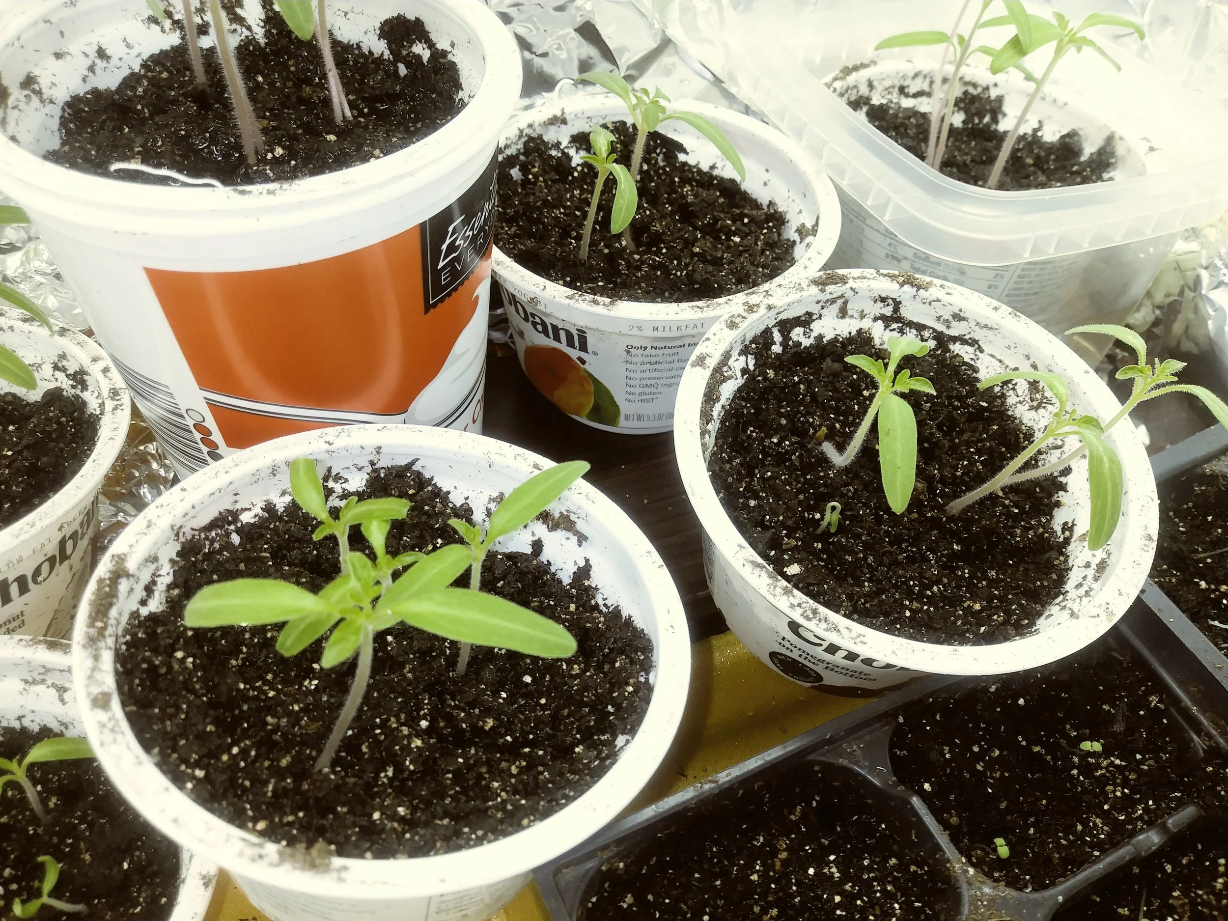 seedlings_in_yogurt_cups.jpg