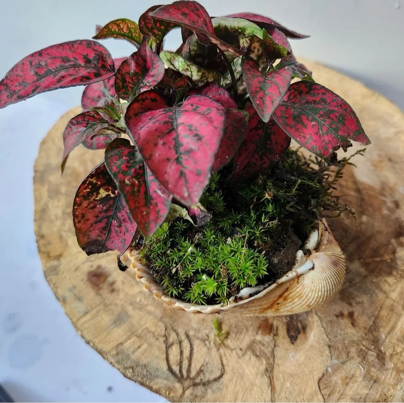 Cant wait to see all the plant cuties &amp; terrariums that @sharmsgreenthumb brings to the market! 🍄🪴