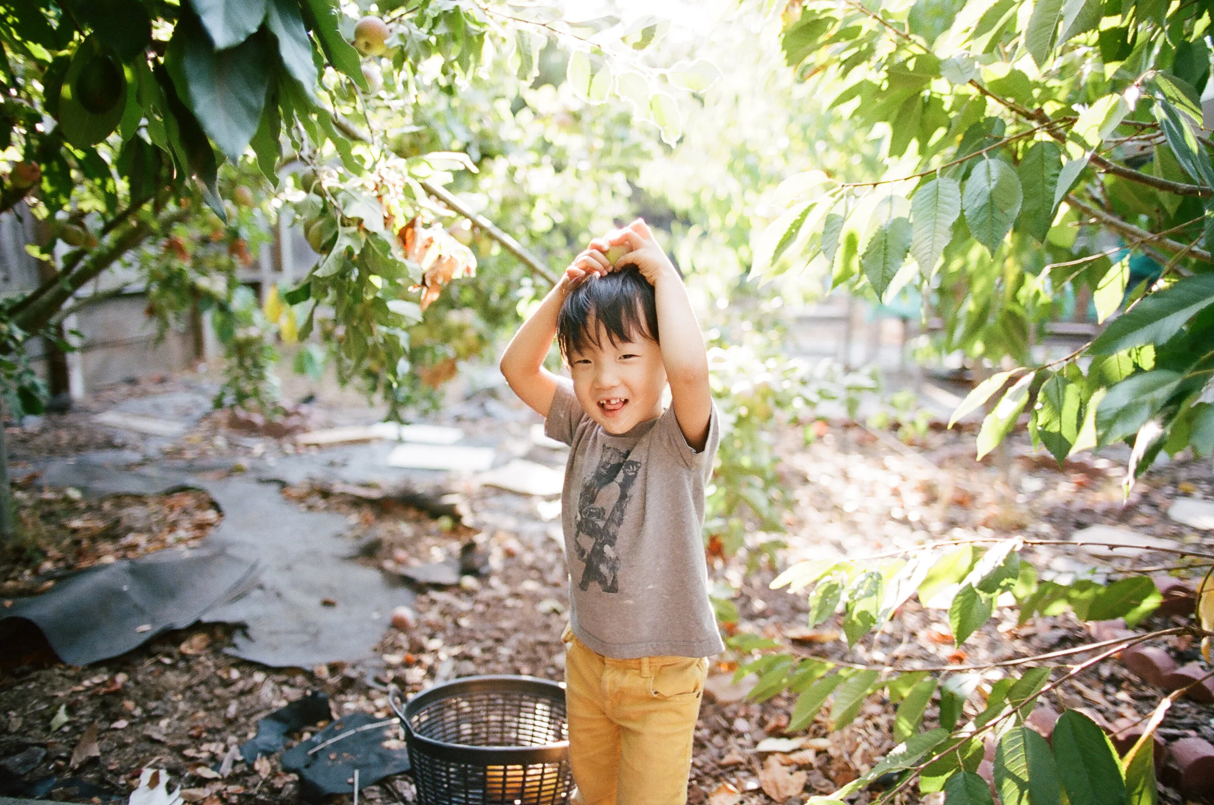 Seattle Washington Family Portrait Photography in an Orchard