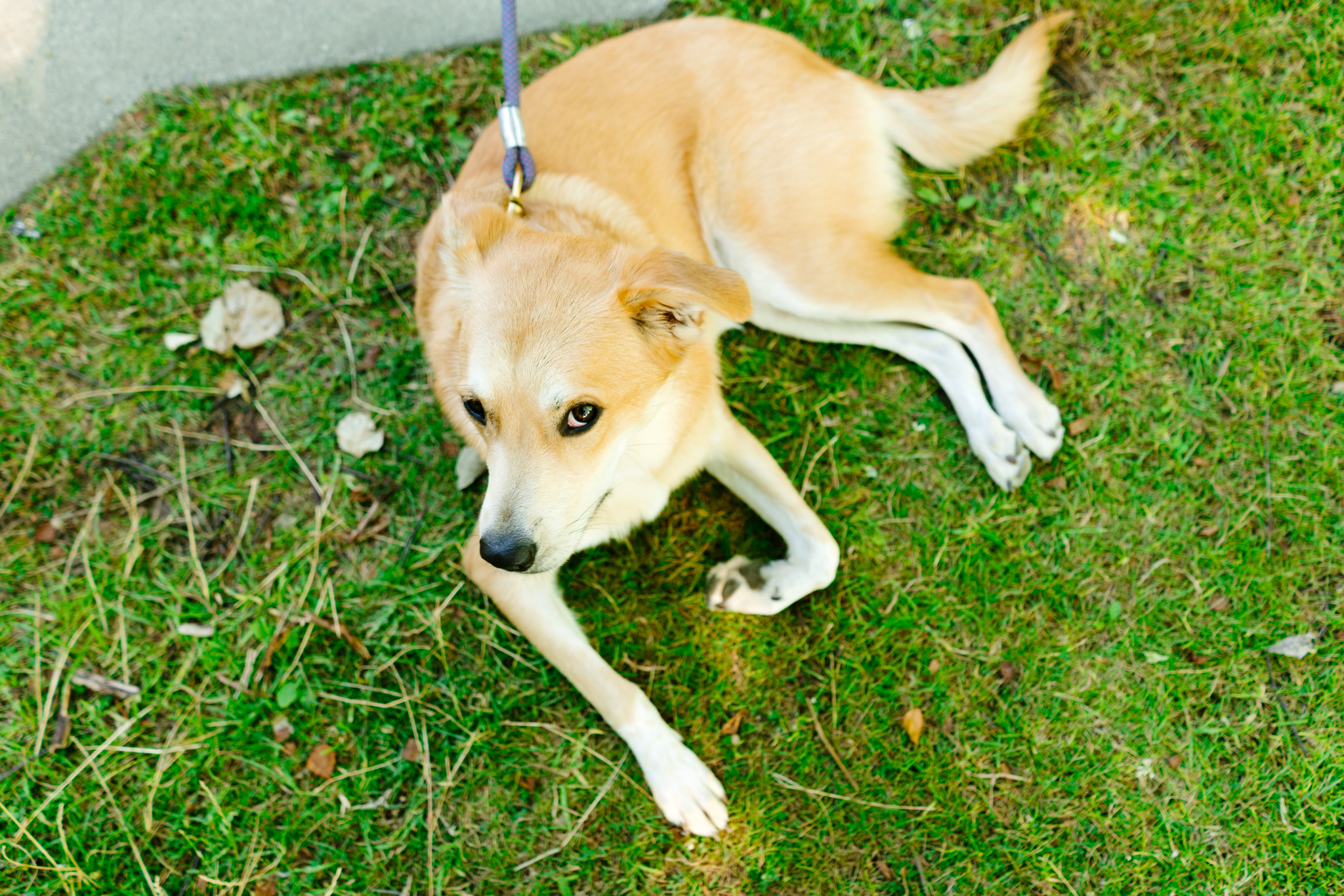 Pet Photography at Green Lake in Seattle, Washington