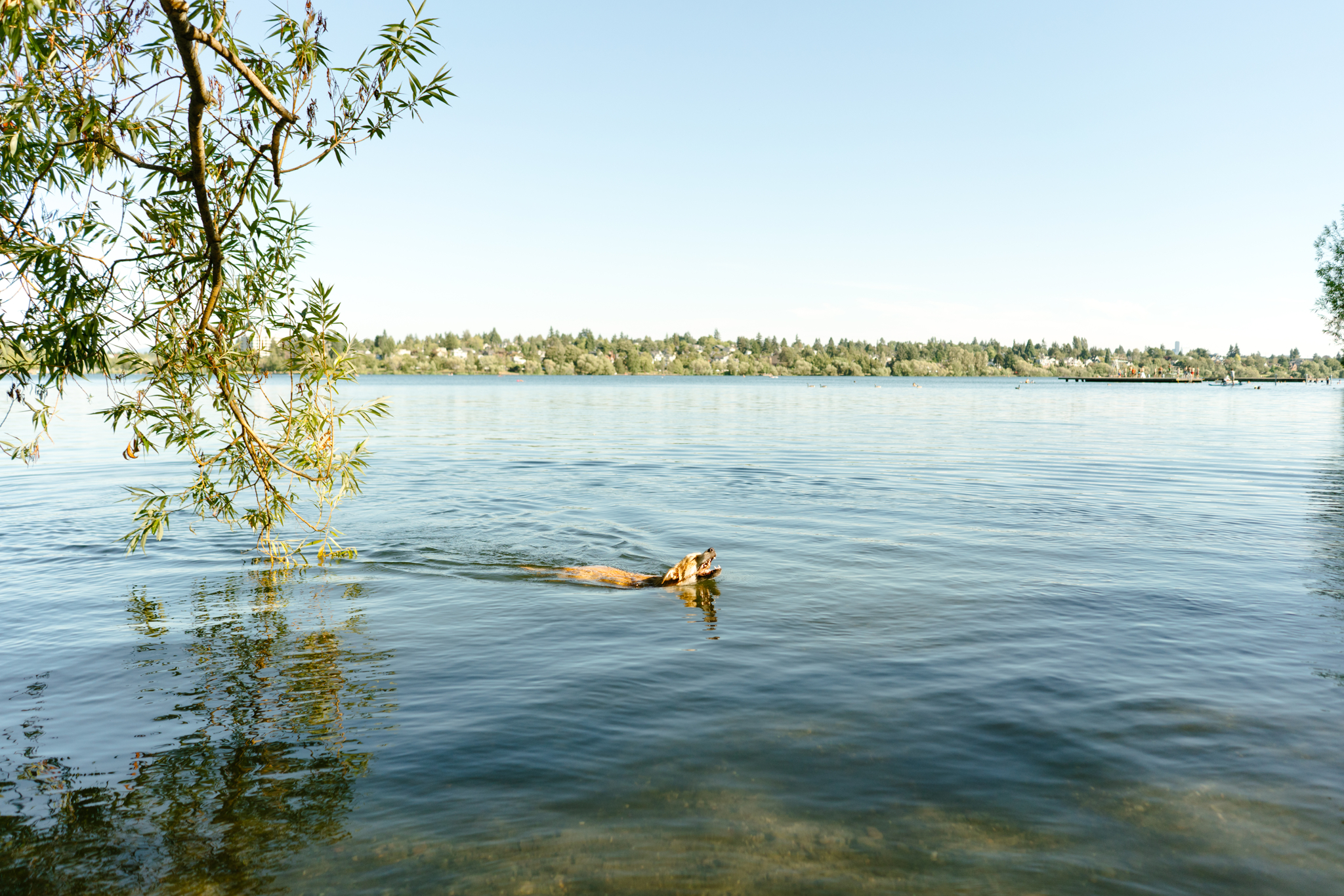 Pet Photography at Green Lake in Seattle, Washington