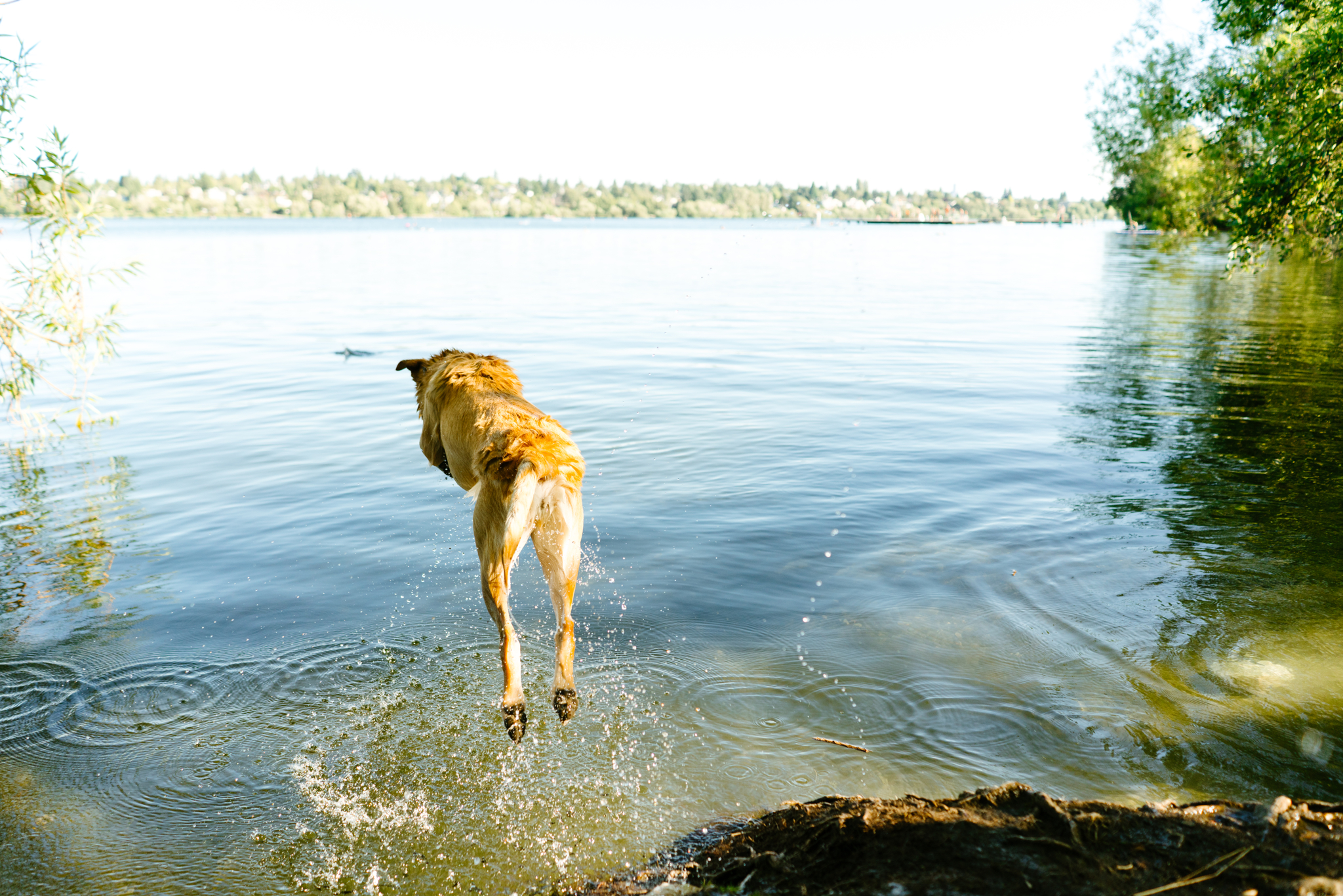 Pet Photography at Green Lake in Seattle, Washington
