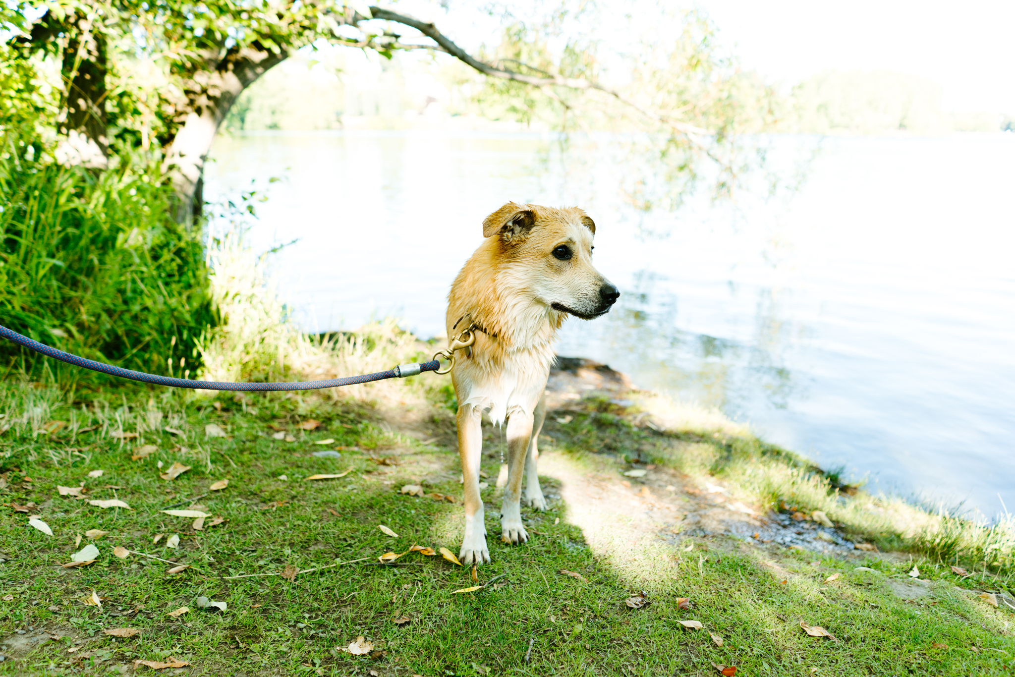 Pet Photography at Green Lake in Seattle, Washington