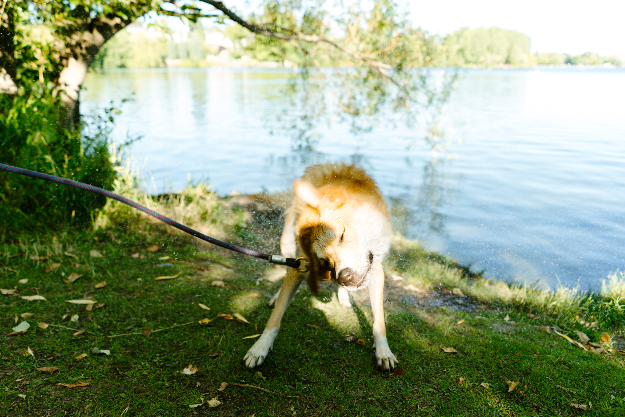 Pet Photography at Green Lake in Seattle, Washington