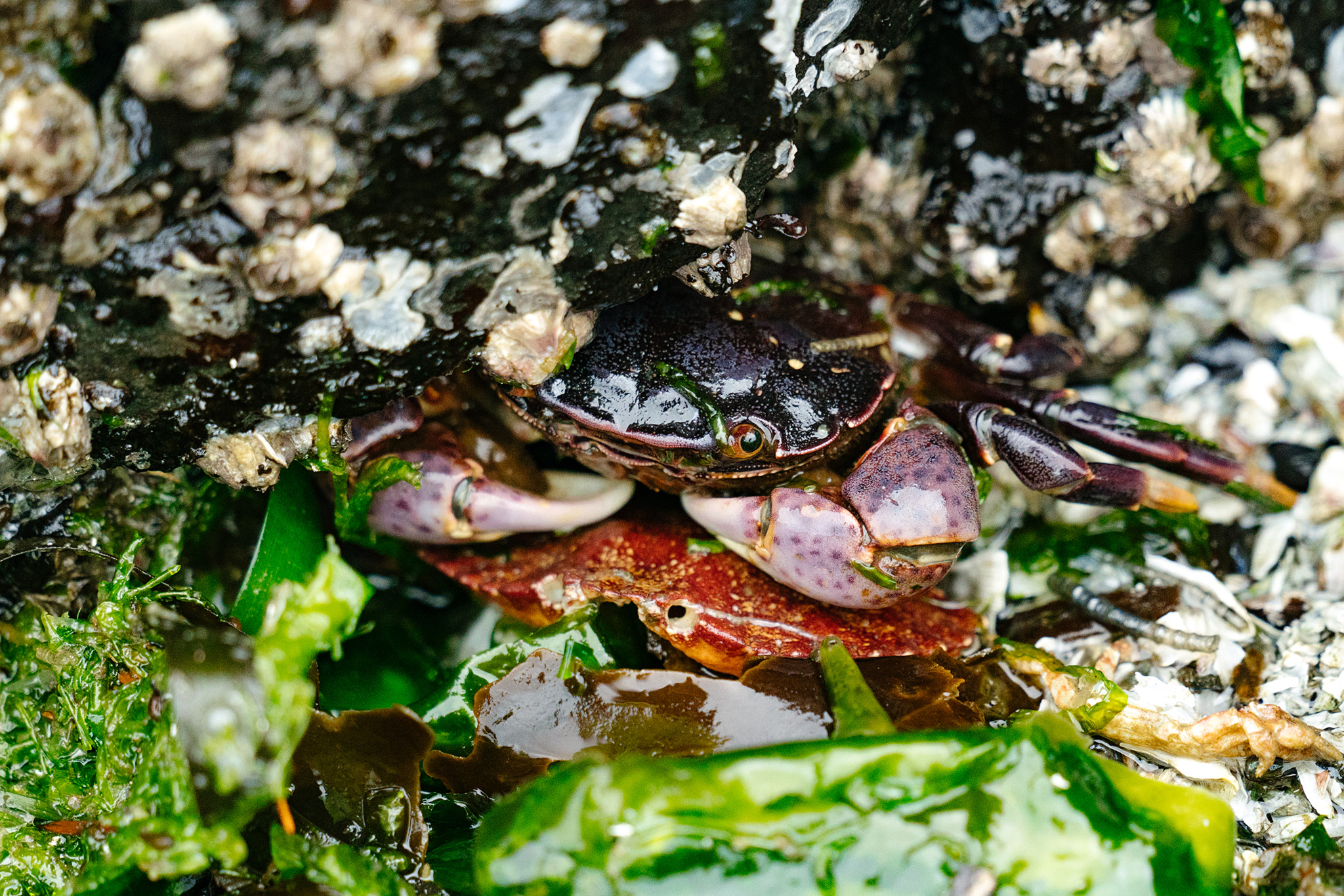 Best tide pools on Whidbey Island