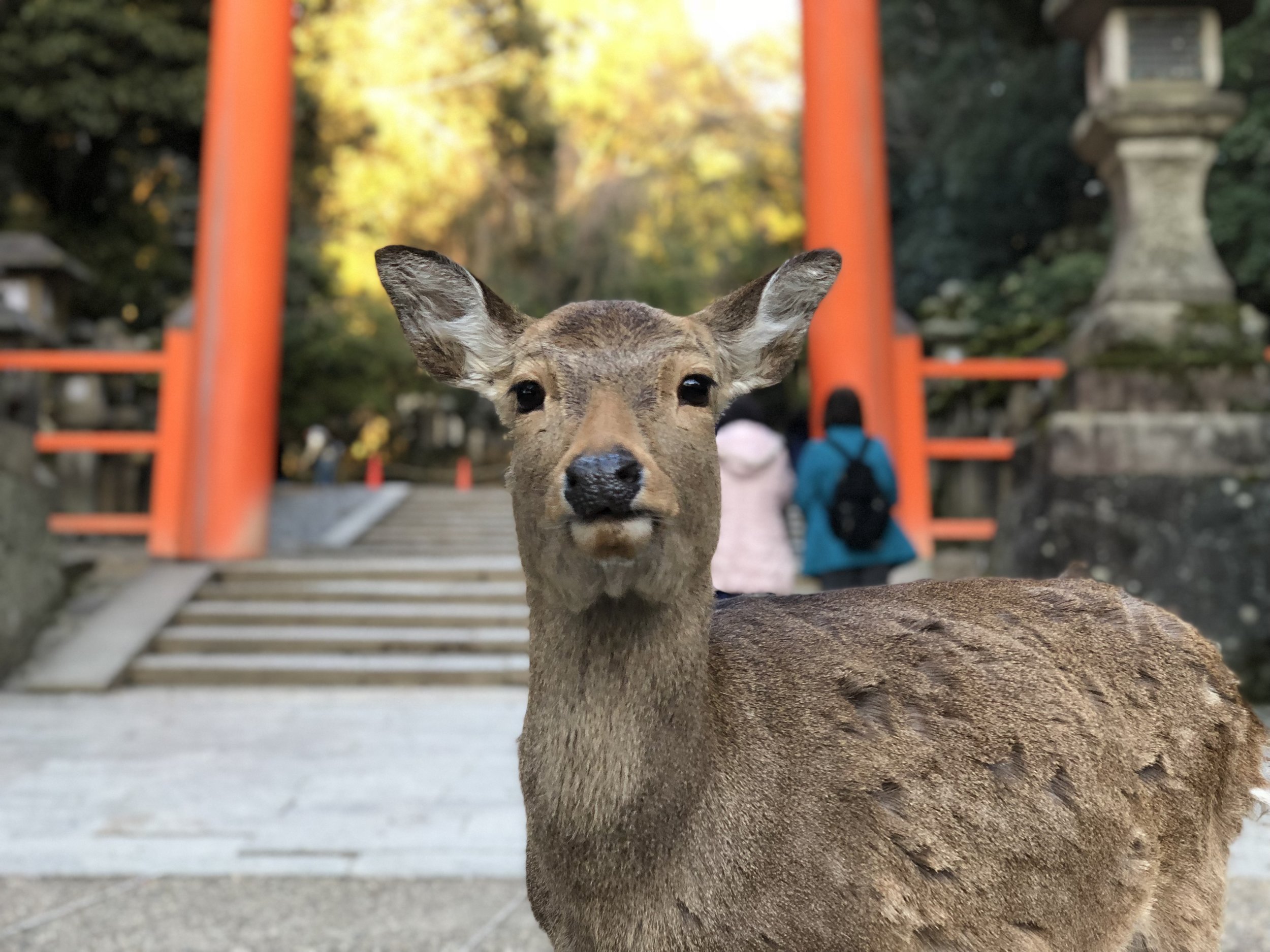Japan (March 2018)