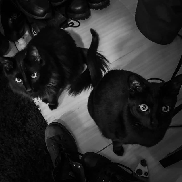 Doomy &amp; Gloomy 🖤 #catsofbands #grendel #doomy #gloomy #cats #blackcats #pets #bandpets #studiocats #gothcats #familiars #instacats #catsofinstagram #darkness #petsofinstagram