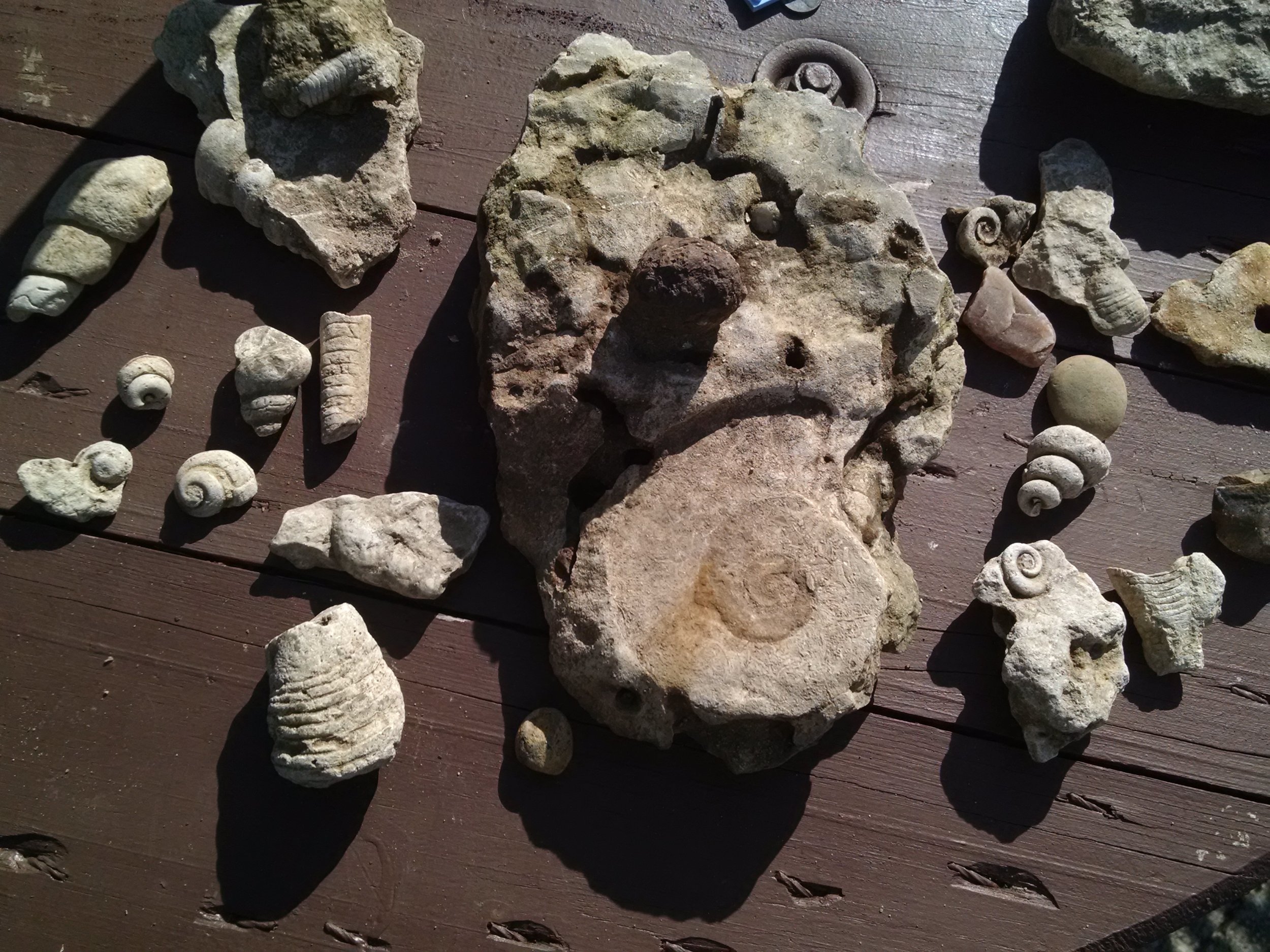 After the Floods, It's Fossil Time!