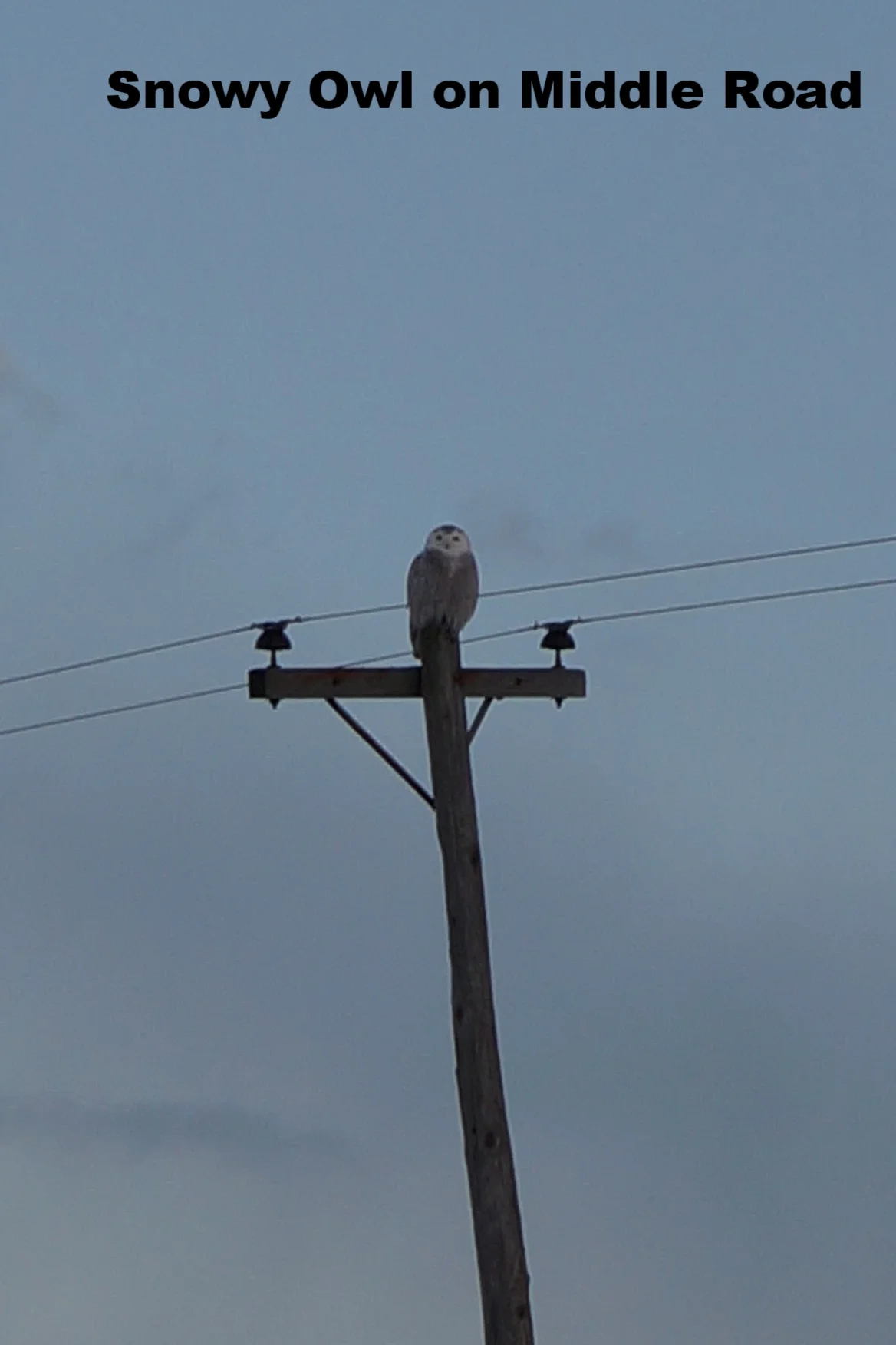 201802 snowy owl on Middle Road.JPG