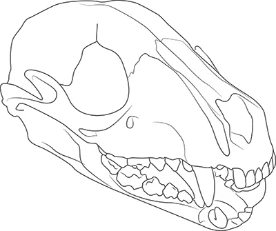 Skull Illustration