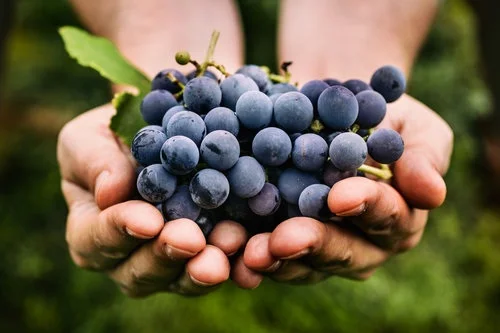 grapes+hands.jpg