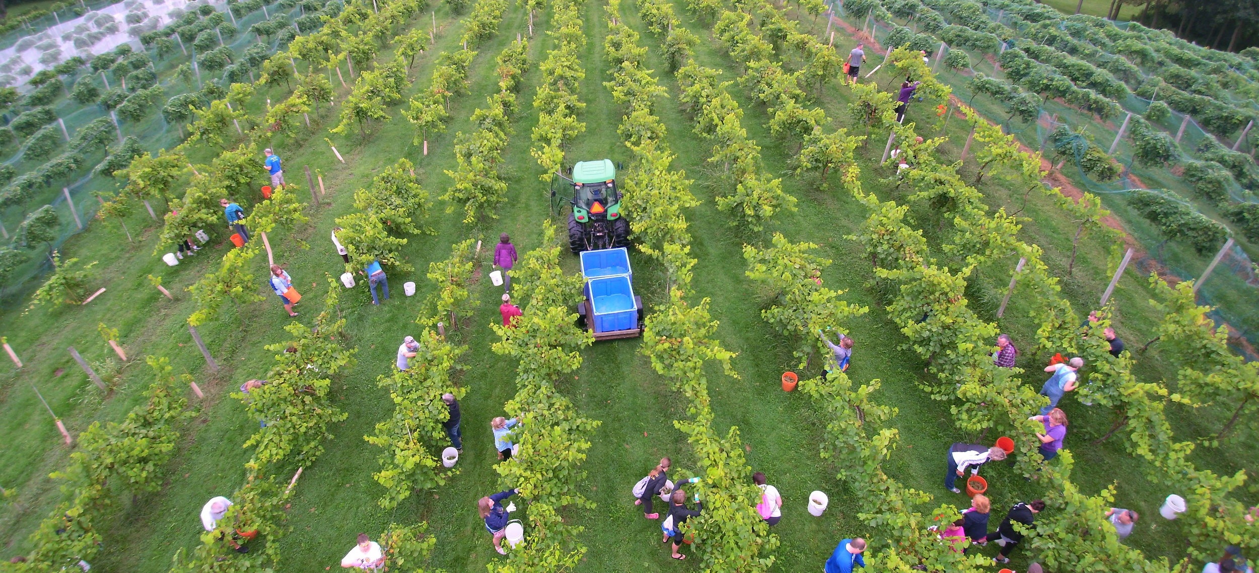 Summerset Winery Harvest Drone 2.jpg