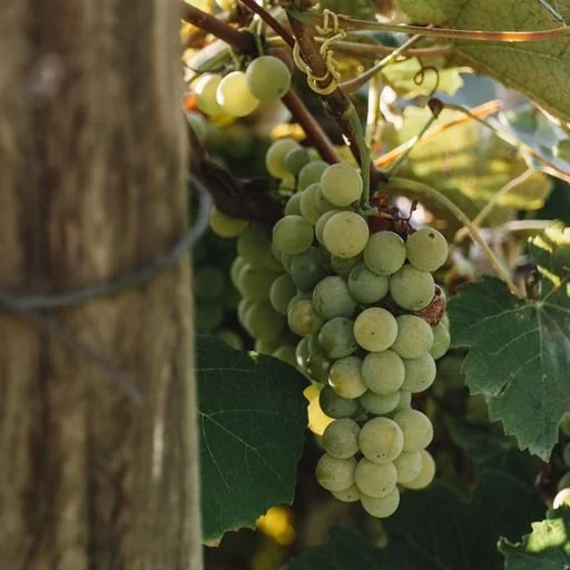 whitegrape1.jpeg
