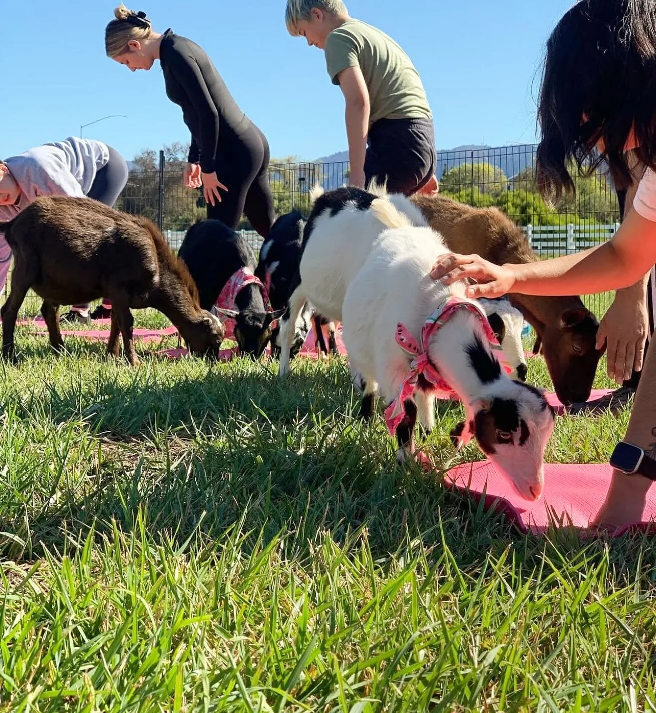 Join us for our final goat yoga on August 2nd! This is not an event you will want to miss! Get tickets by visiting Californiagoatyoga.com @californiagoatyoga 🐐💕