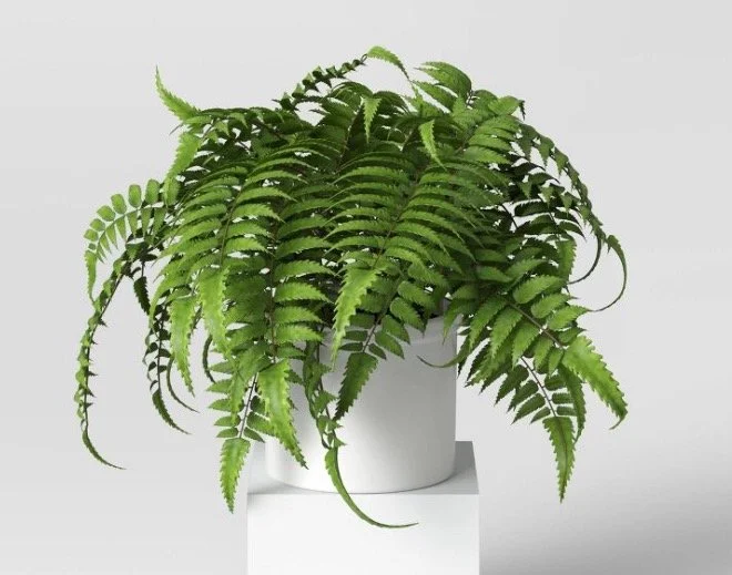 Mid-size Fern
