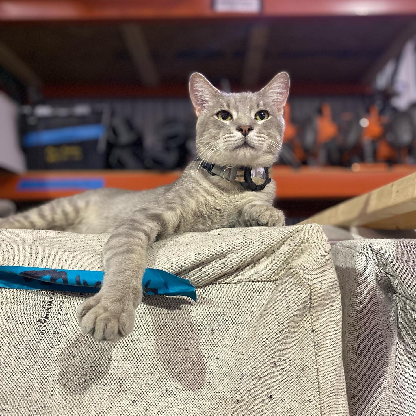 Meet our new shop cat, Neko! 

He spent his kittenhood on the streets of Louisiana where he encountered all kinds of mishaps that he was lucky to survive. He was eventually rescued by a dear friend who just knew he&rsquo;d love it here at Misc. Renta