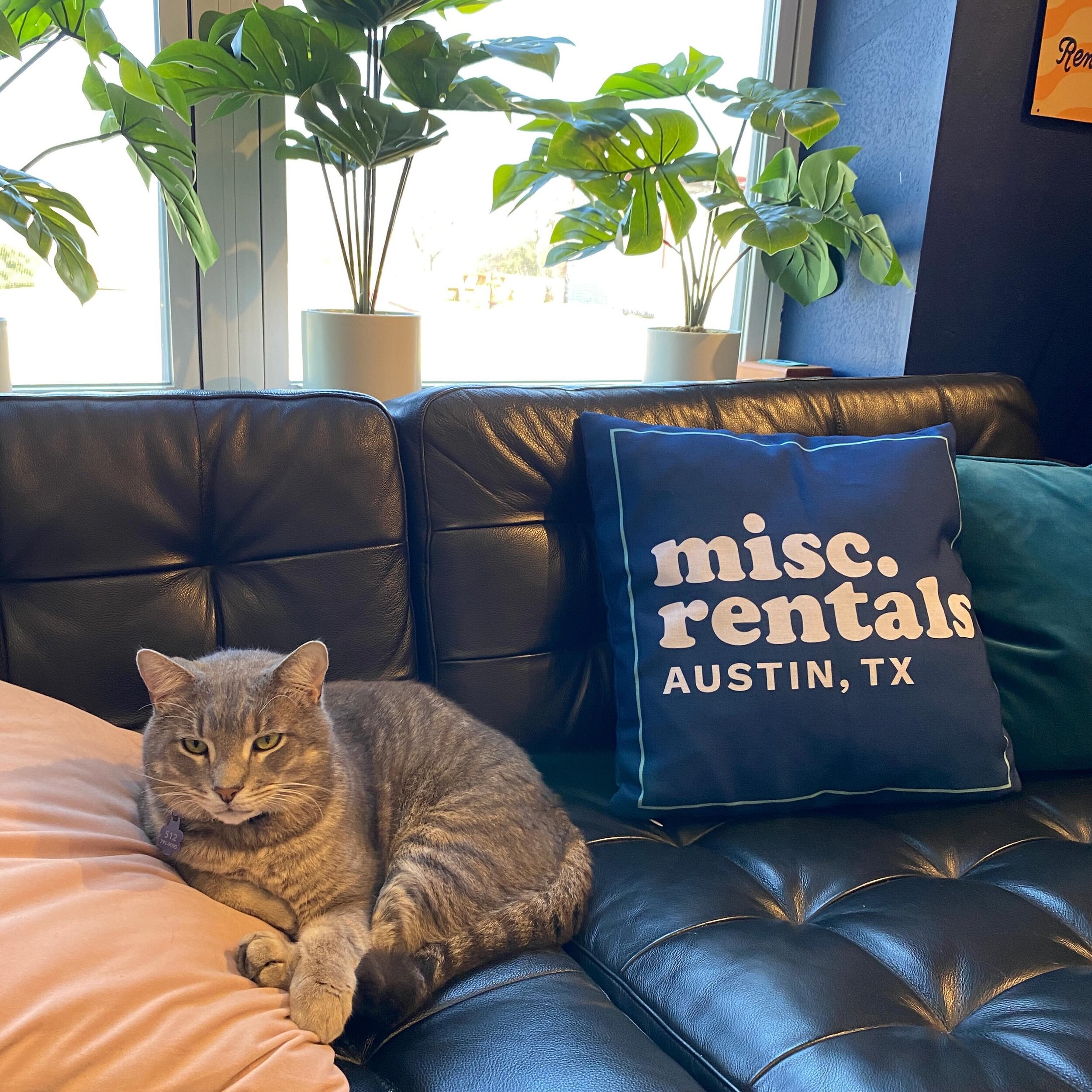 A little Friday dopamine boost featuring everyone&rsquo;s favorite shop cat and the cutest pillow our sweet friends just gave us. 

💙💙💙