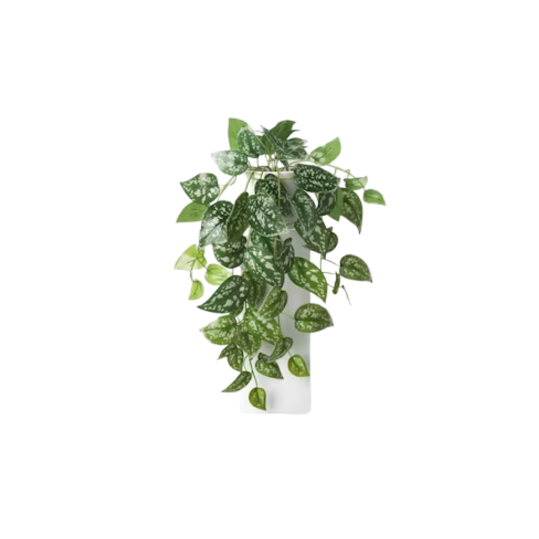 Trailing Scindapsus Plant