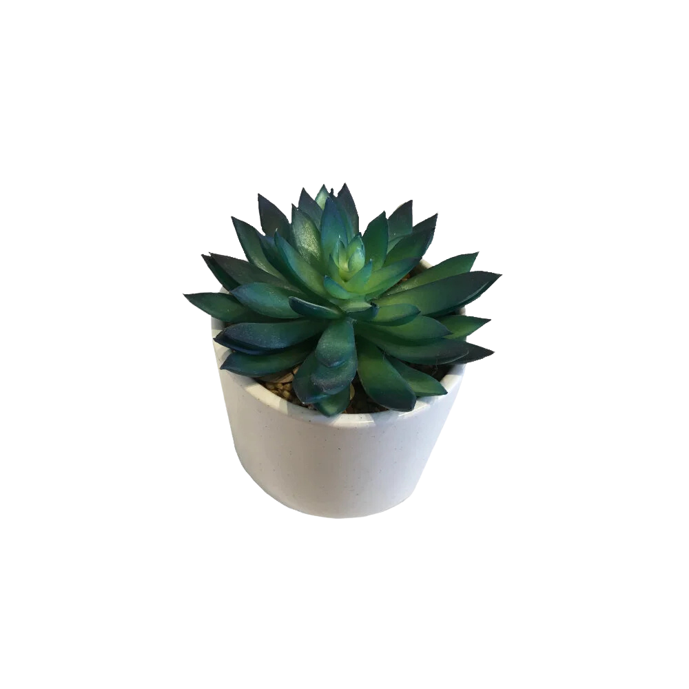 Small Succulent