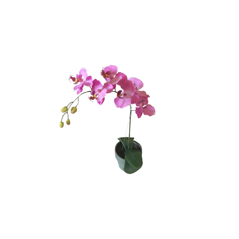 Pink Orchid Plant