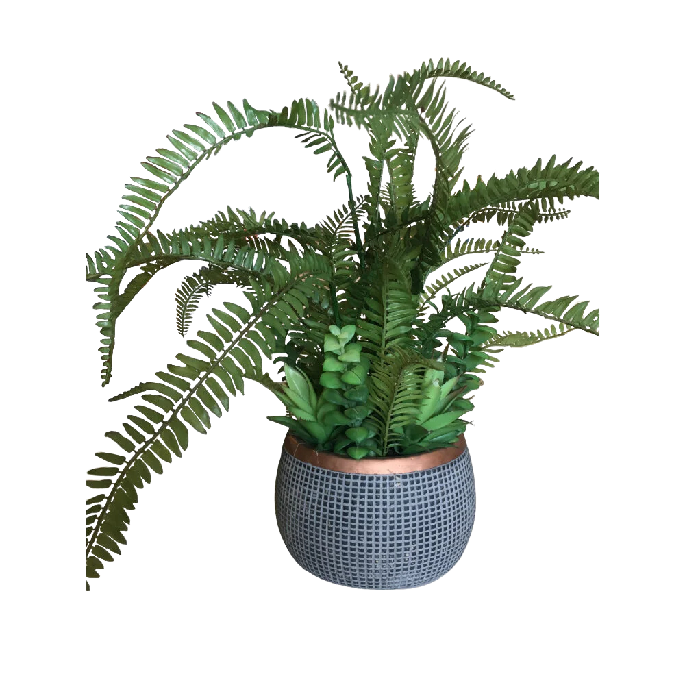 Fern in Pot
