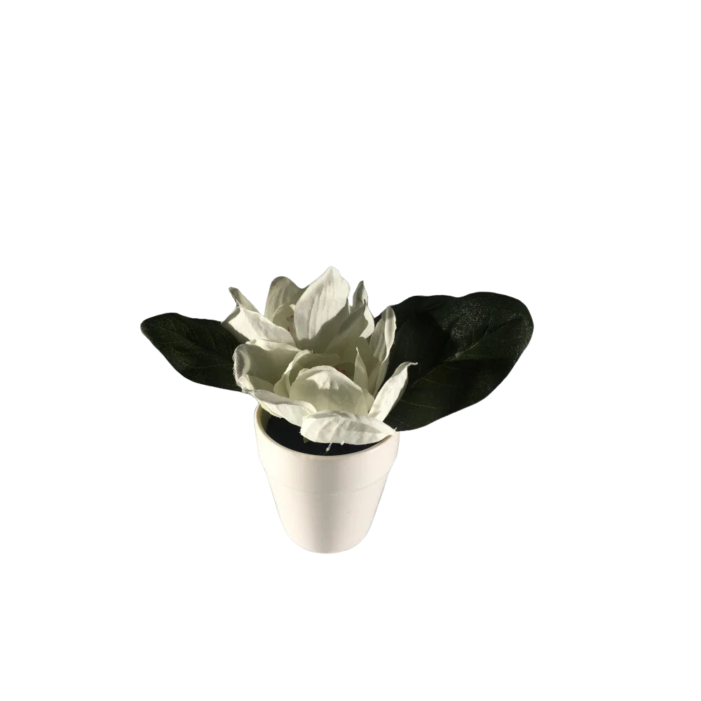 Small White Flower in Pot