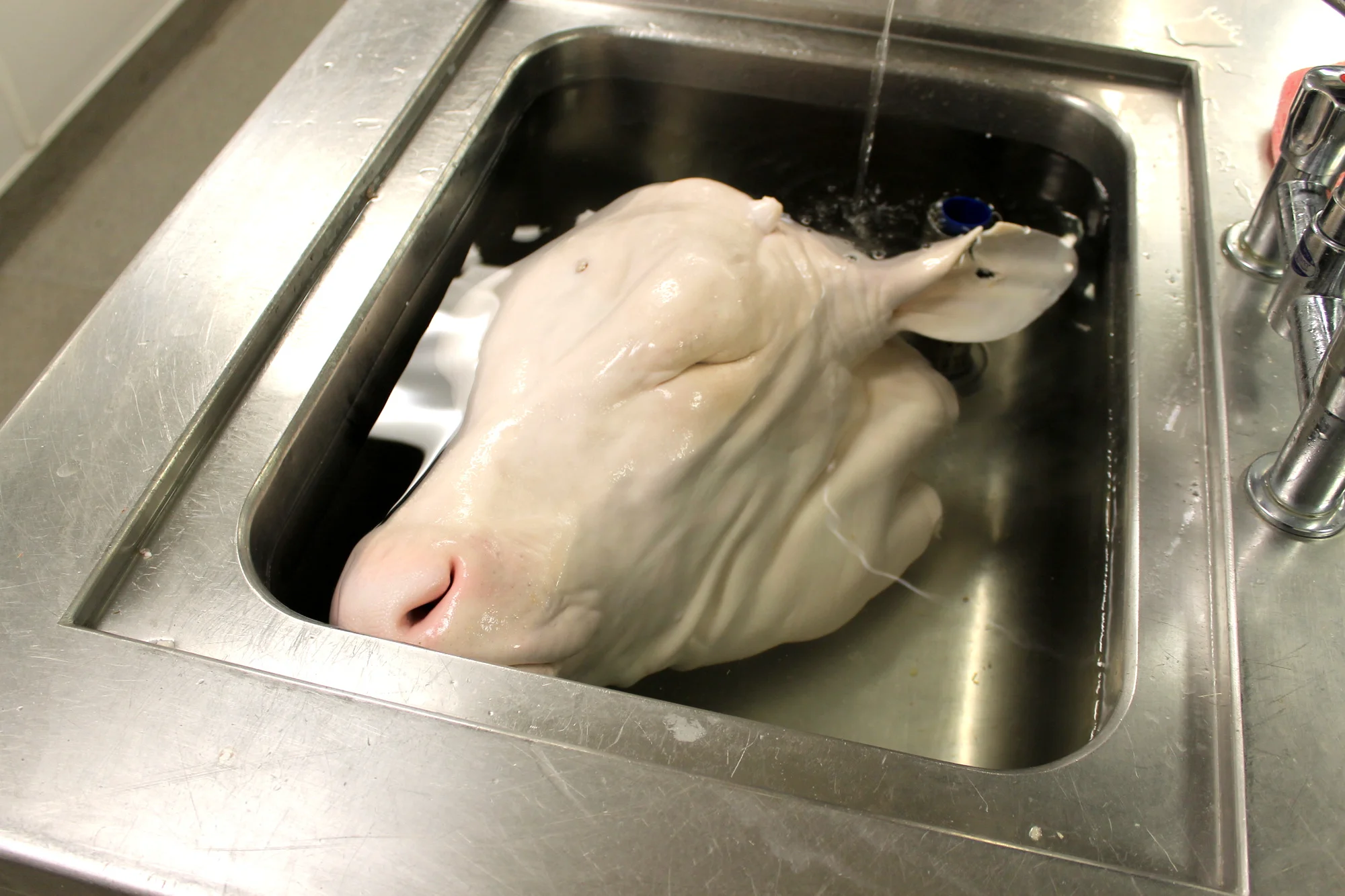 a soaking cows head