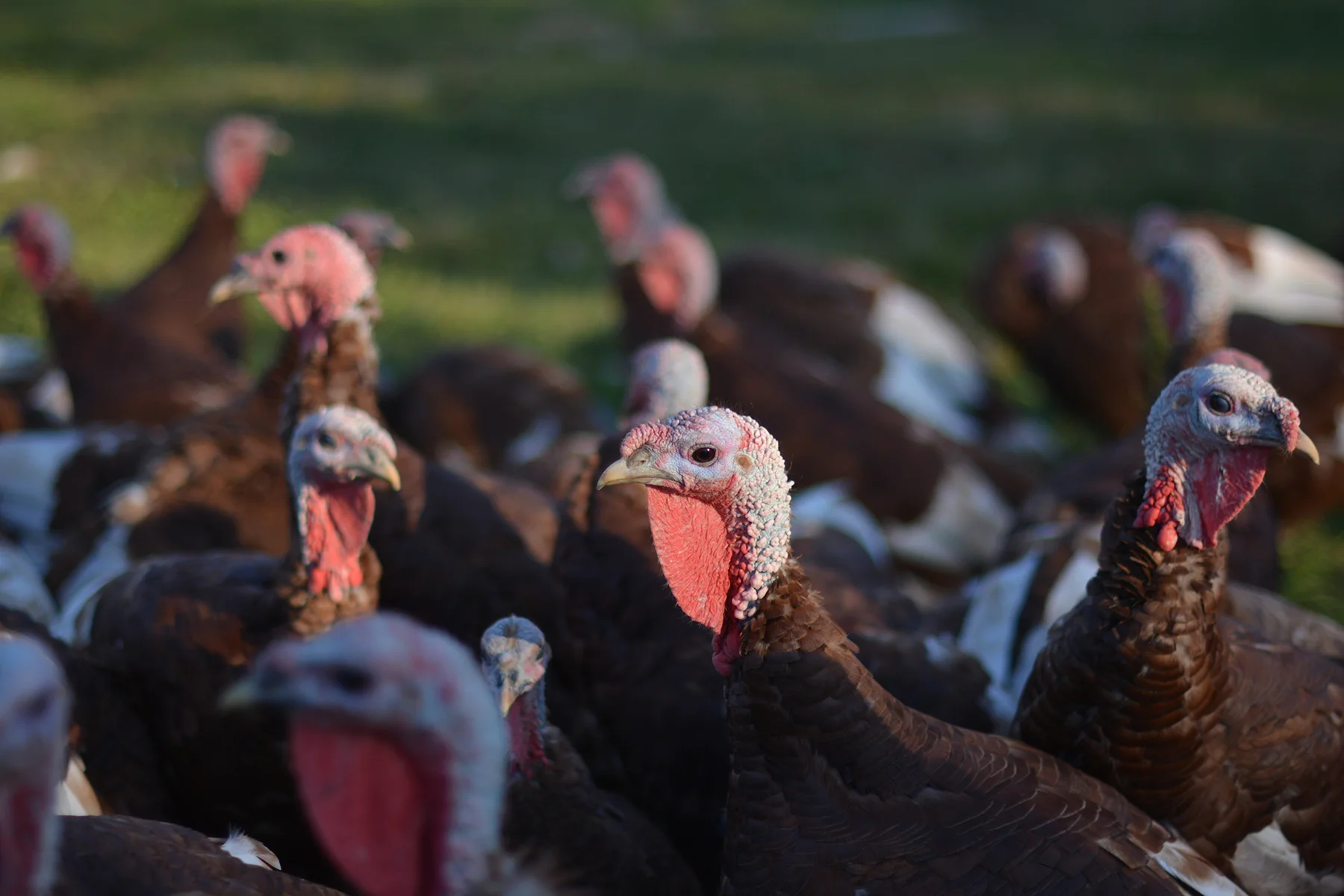 Profile of one of our Bourbon Red turkeys. Photo Courtesy of Go North Fork