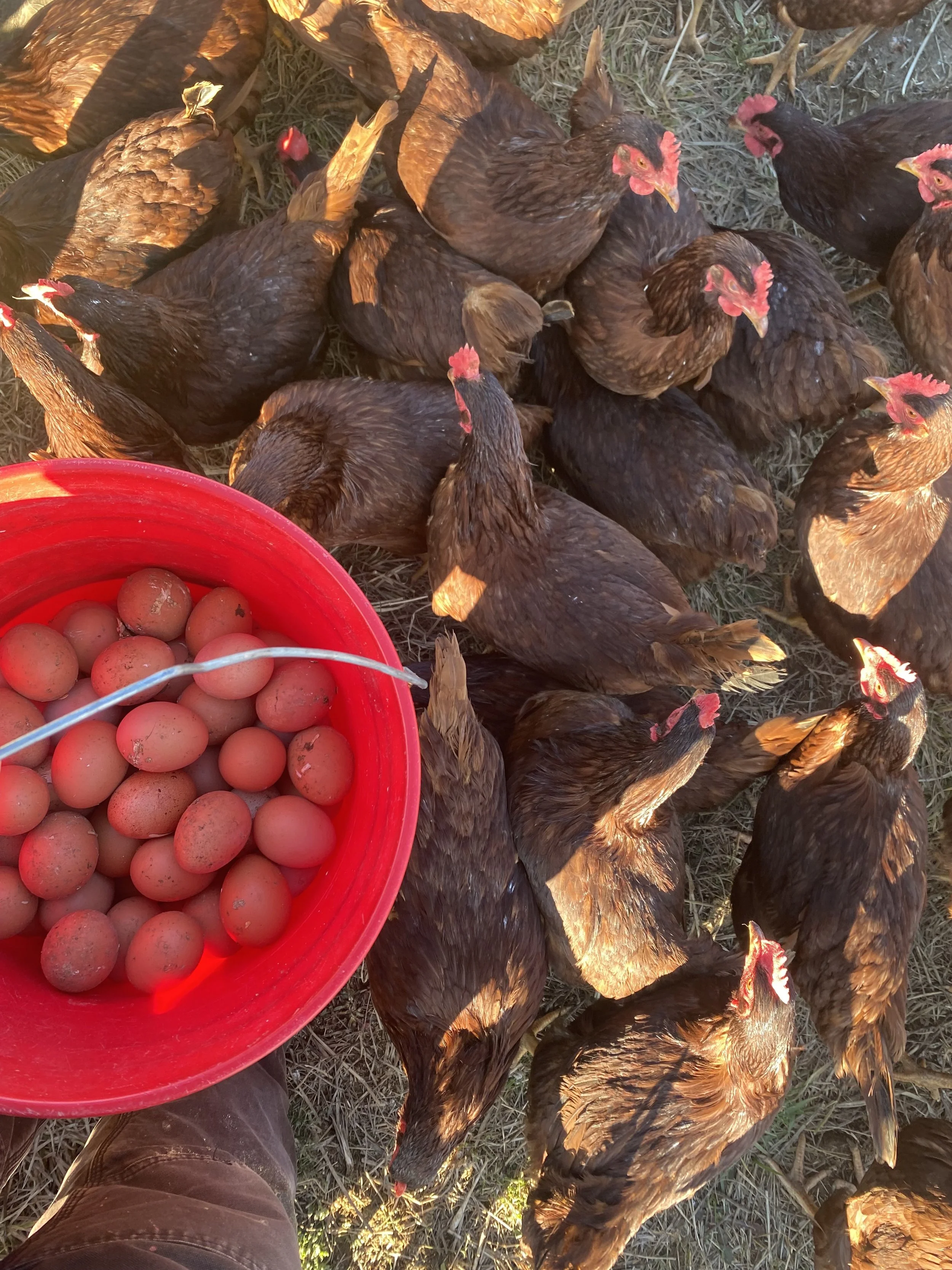 2025 Egg Share