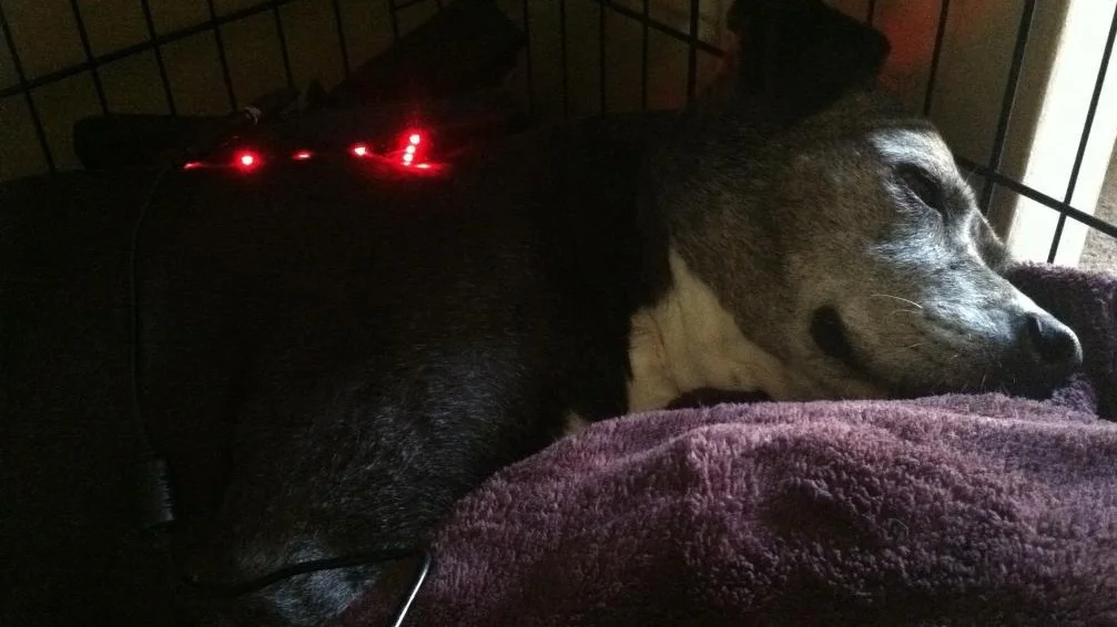 Kahlua always enjoyed her sessions with the Canine Light Therapy pad.
