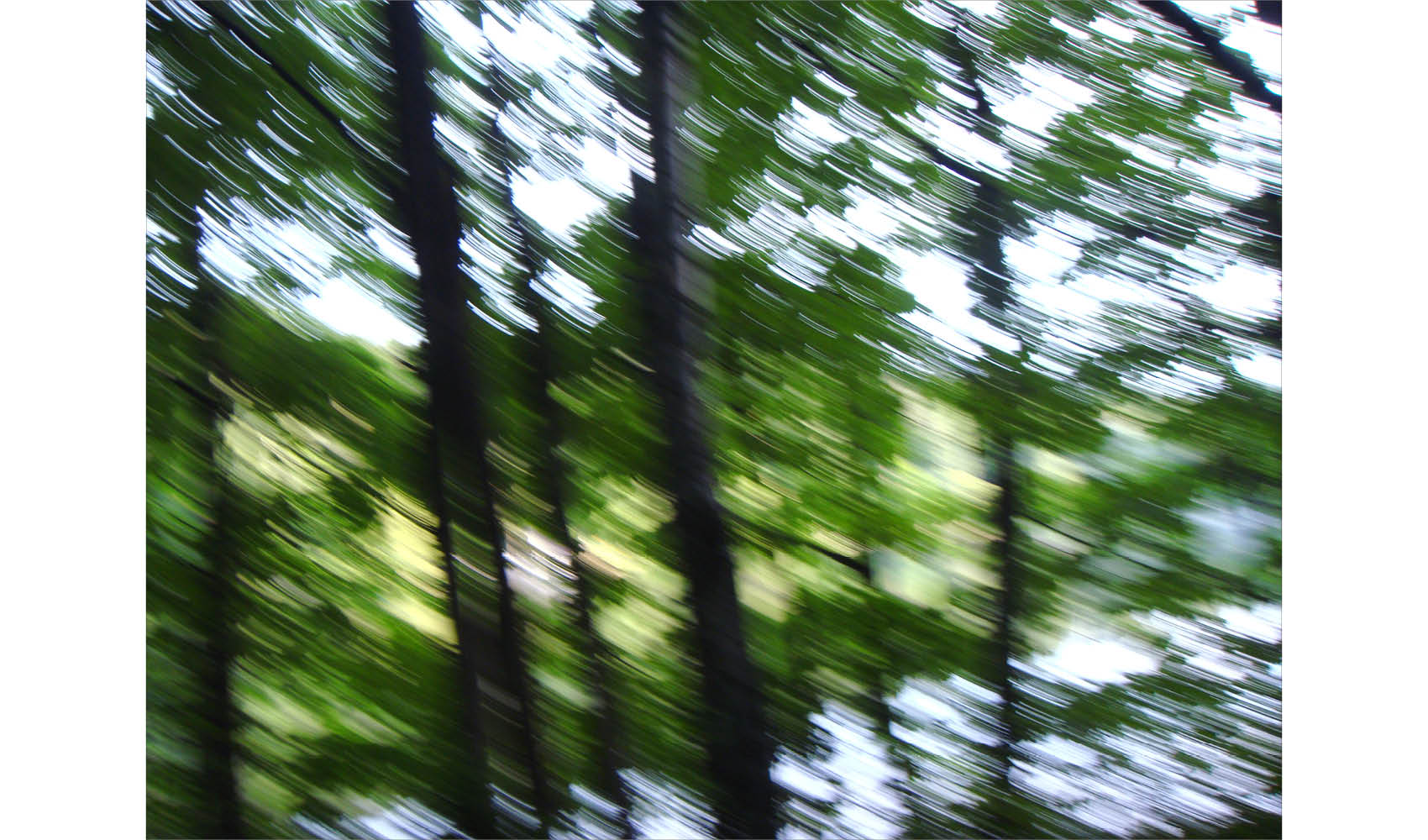 Publications__Russian Forest__6.jpg