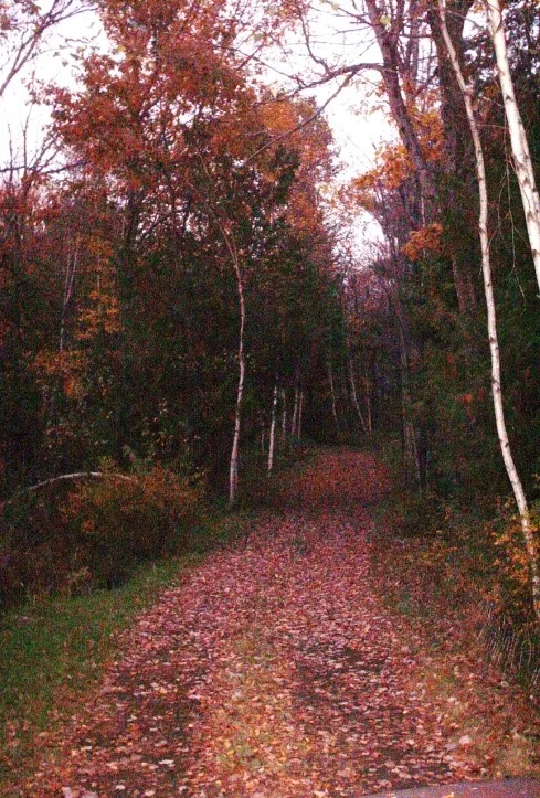 more woods.jpg