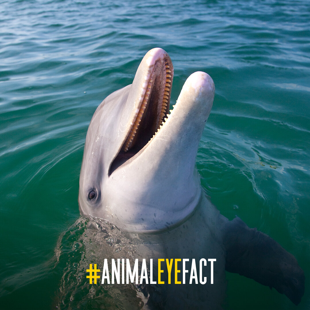 Dolphins sleep with just one eye closed. This phenomenon is called unihemispheric sleep, which allows one side of the brain to rest while the other side is alert. If only humans could get this quick rest while at the beach ...