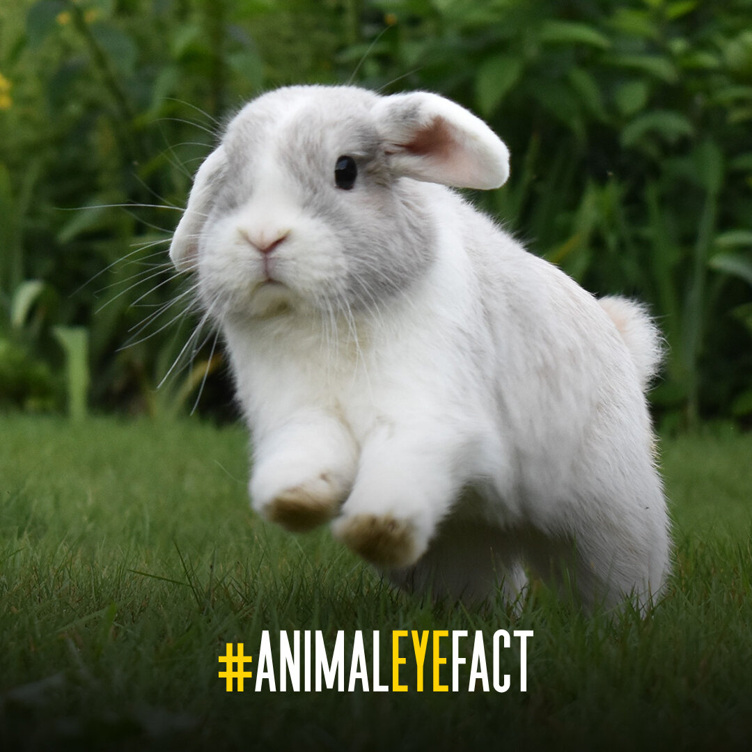 #DYK because of the size and placement of their eyes, rabbits have a near-360-degree field of vision. They're also farsighted, which helps them spot threats (or carrots) from far away.