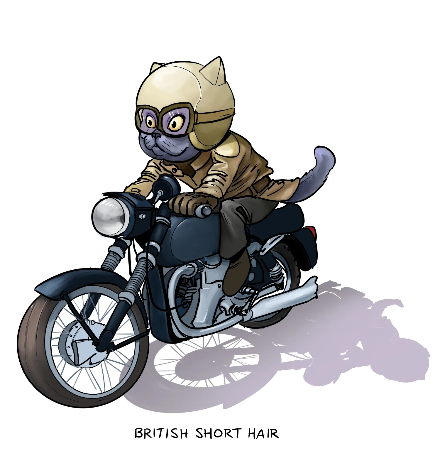 british short hair velocette.jpg